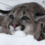 Baby puma playing in snow